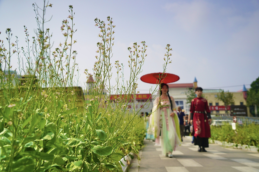 五彩油菜花首次在京試種?安貞華聯(lián)廣場油菜花景觀吸引市民打卡