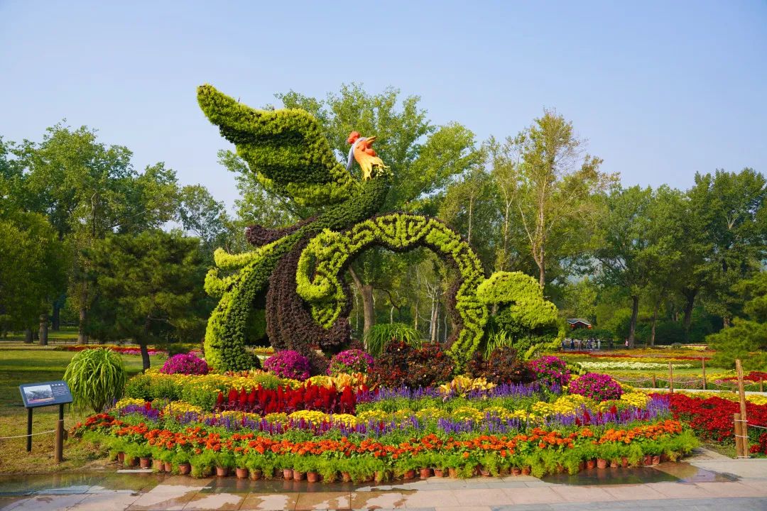 國家植物園花壇主體為鳳凰造型，地面擺放以菊花為主的應季花卉。