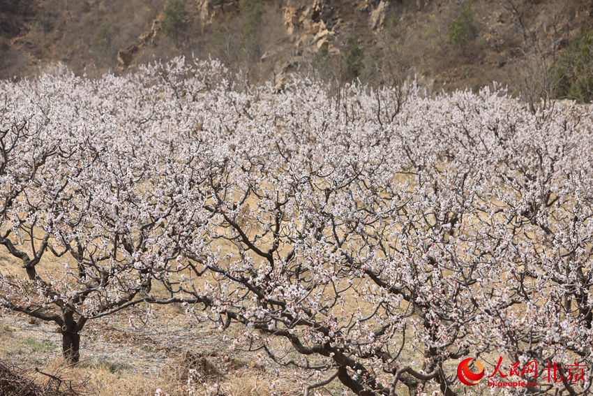 北寨杏花進(jìn)入盛花期。人民網(wǎng) 尹星云攝