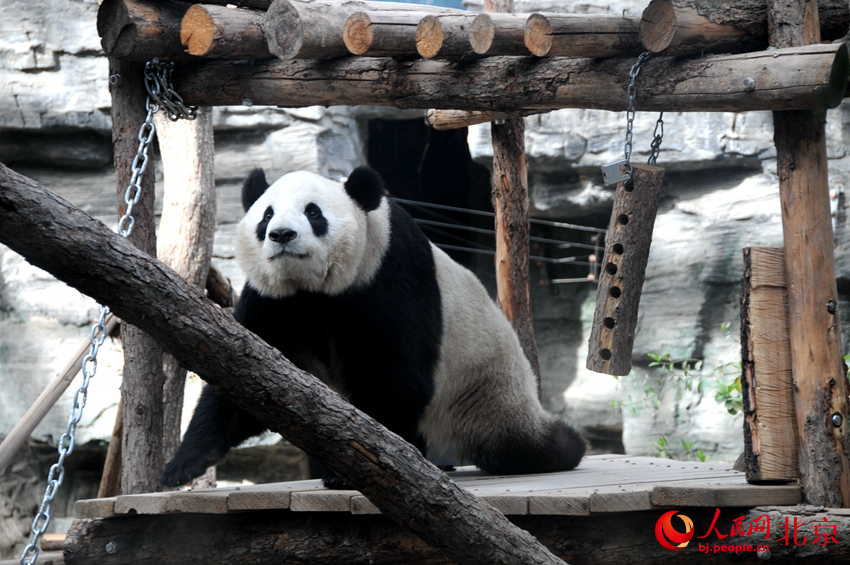 北京動(dòng)物園里活潑可愛的大熊貓。人民網(wǎng) 董兆瑞攝