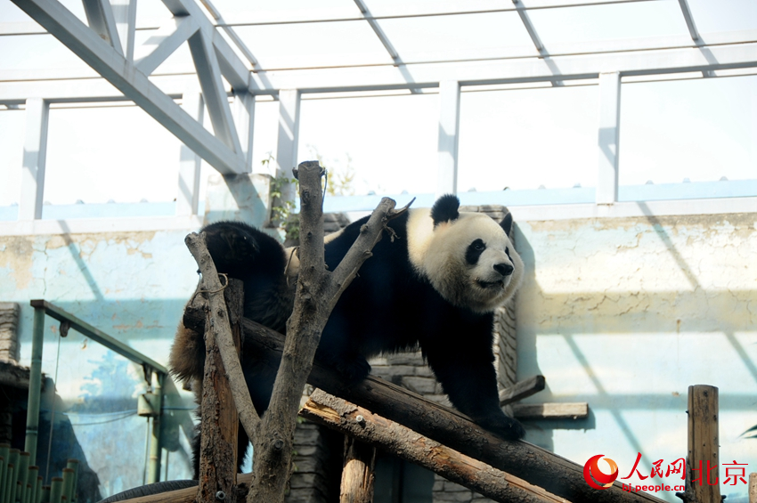 北京動物園里活潑可愛的大熊貓。人民網(wǎng) 董兆瑞攝