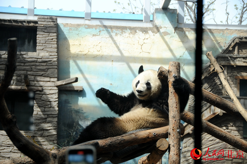 北京動物園里活潑可愛的大熊貓。人民網(wǎng) 董兆瑞攝