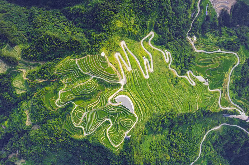 張家界莓茶核心產(chǎn)區(qū)航拍圖。張家界市永定區(qū)委宣傳部供圖