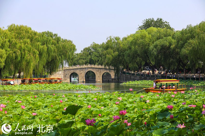 北海公園成為游客盛夏熱門的賞荷打卡地。人民網(wǎng)記者 池夢(mèng)蕊攝