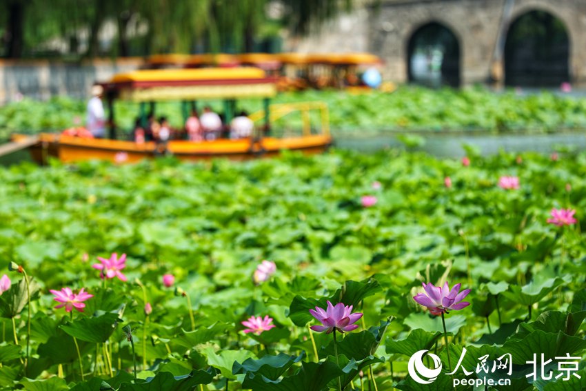 北海公園成為游客盛夏熱門的賞荷打卡地。人民網(wǎng)記者 池夢蕊攝