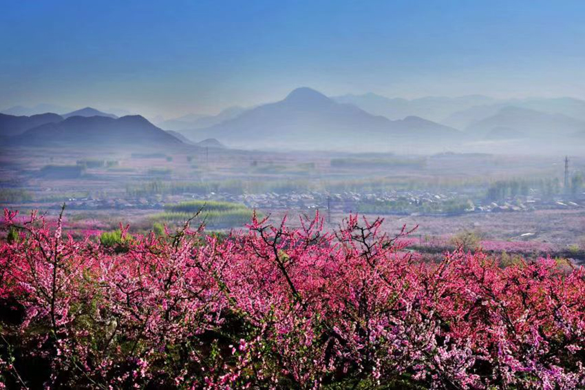 平谷桃花陸續(xù)綻放。（平谷區(qū)委宣傳部供圖）