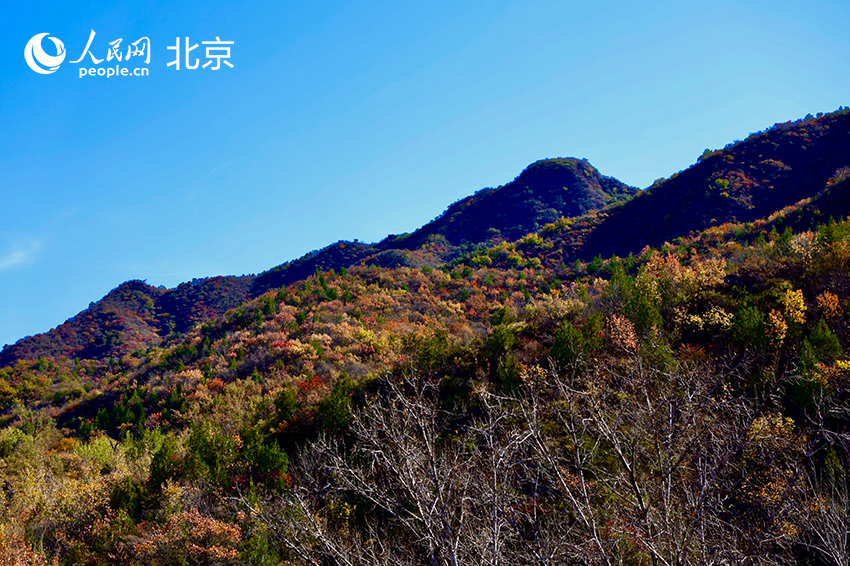 近日，門頭溝靈山、百花山一帶滿山的紅葉層林盡染，構(gòu)成了一幅幅絢麗的畫卷。人民網(wǎng) 李世奇攝