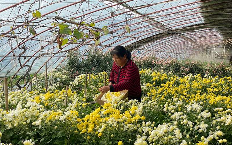 平谷舉辦菊花美食文化季 200余畝食用菊花豐收